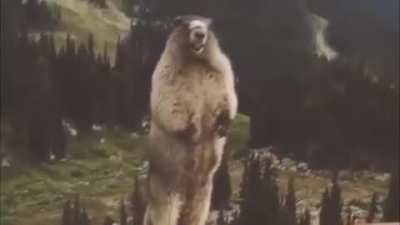Woodchuck