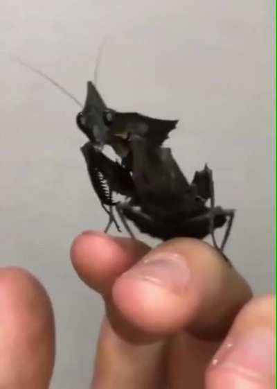 Phyllocrania Paradoxa, the Black Ghost Mantis