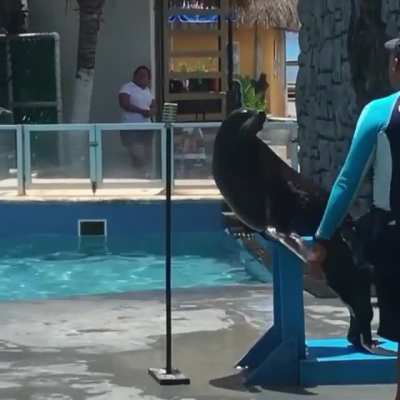 This seal is slaying the singing game
