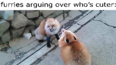 furry_irl