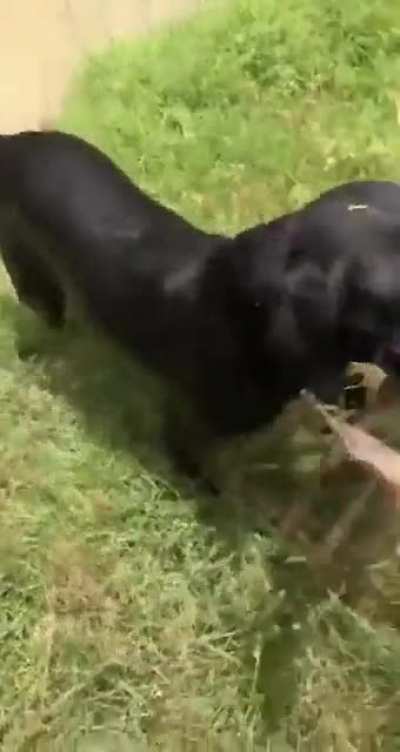 Retriever on duty.