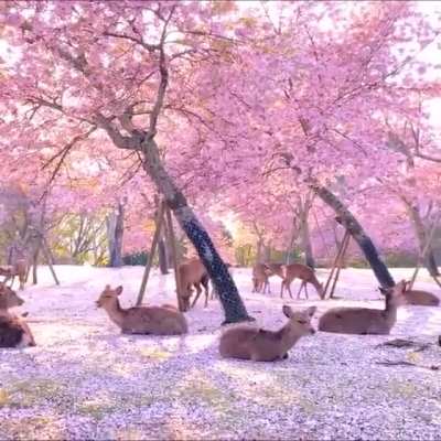 🔥 A herd of deer under cherry blossom trees in Japan