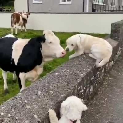 Instant friends