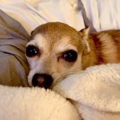 This is Bea. Bea is sweet. Bea is a giver of gifts. This GIF was taken directly after we discovered she brought her prize hunt &mdash; a grey mouse &mdash; into bed with her. With us. Under the covers. Such a giver, Bea. Such a giver.
