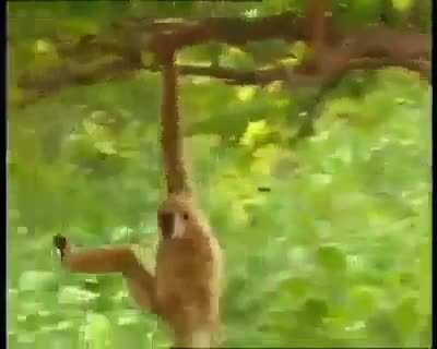 Monkey bullying tigers.