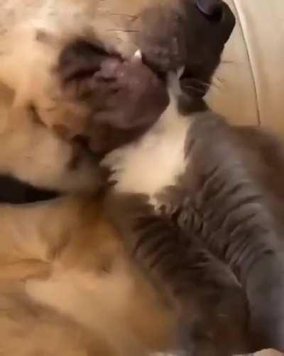 Кусь!