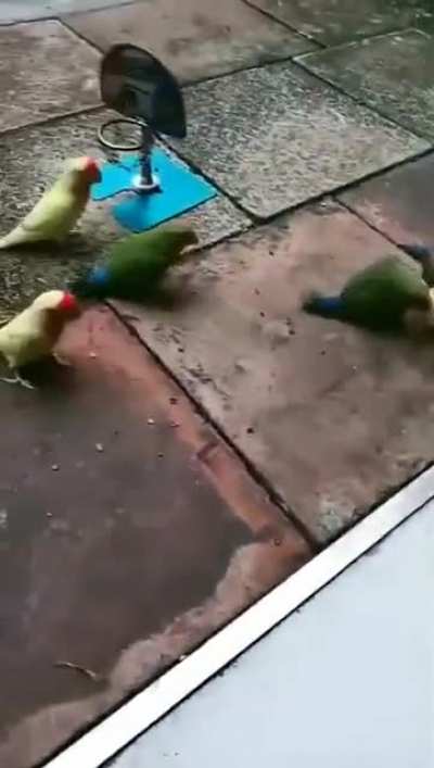 Basketball birds