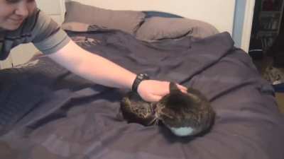 Good Kitty