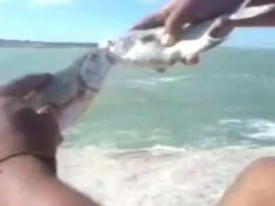 Fish talk