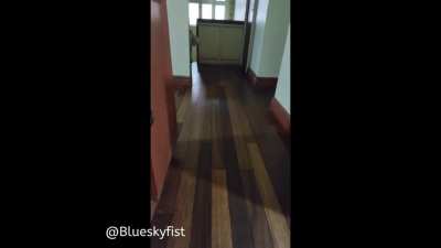 Our puppy gets angry whenever I knock on something