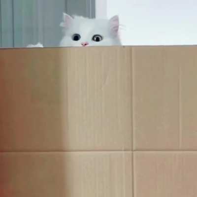 Cat Pop Up Sign GiF