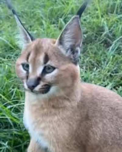 Kat
