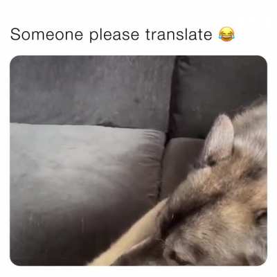 Any Dog Translator Out There? Urgent help required.