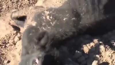 Ganado muriendo de hambre en San Luis porque productores no pueden pasar a sus campos