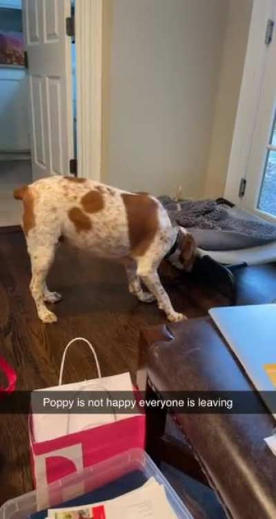 Our dog throws a fit when anyone from the family is leaving (I&rsquo;m staying to watch her and otherwise she comes with us)