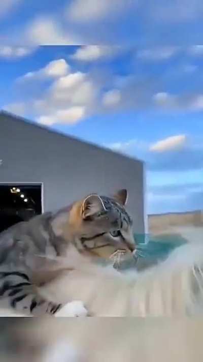"We ride at meow!"