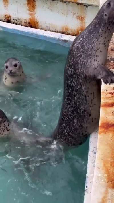 HOW STRONG ARE THEIR FLIPPERS