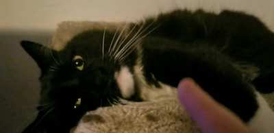 "Am I allowed to pet you?"