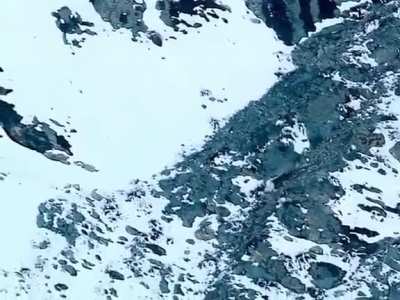 Snow leopard hunting