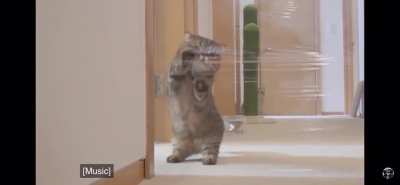 Can&rsquo;t spell &ldquo;scratch&rdquo; without C A T