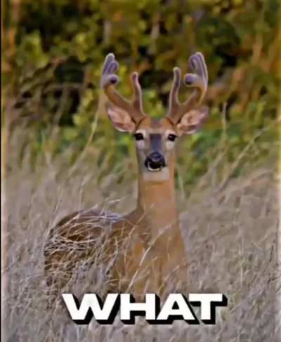 🦌