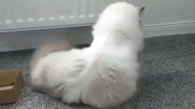 To fit in the box