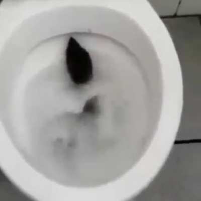 karaleo