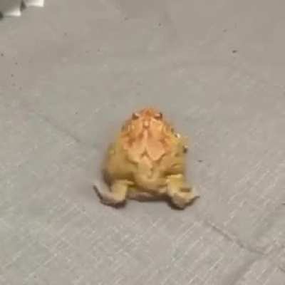 Bufus dançante