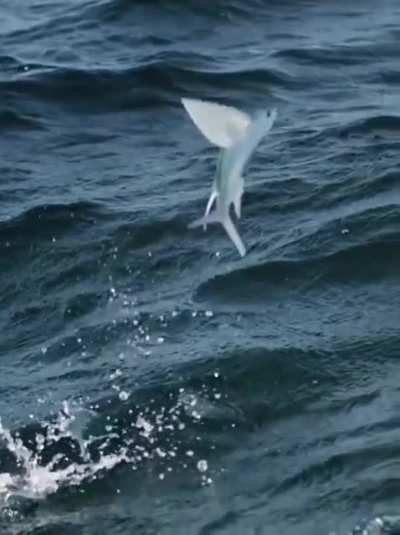 My food chain people need me