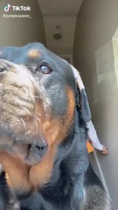 The dog: &ldquo;You didn&rsquo;t paid for premium content&rdquo;