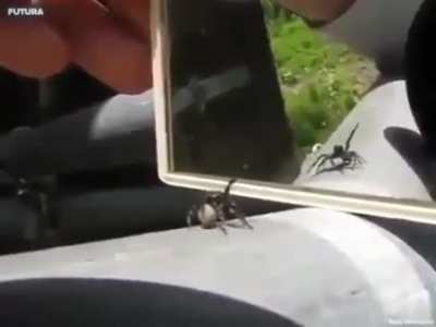 Supercute spider&rsquo;s reaction to it&rsquo;s own reflection