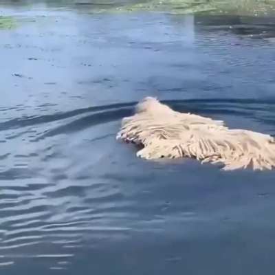 Aquatic mop monster