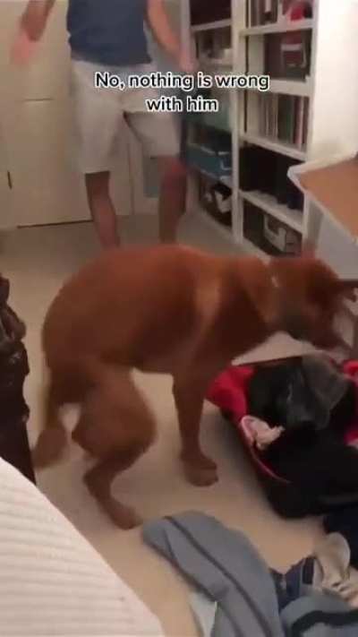 Achei o cachorro do bicho biluga