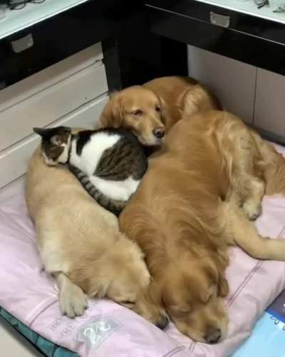 They Will Always Be Together