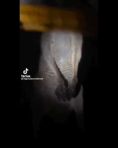 That's not a dog...
