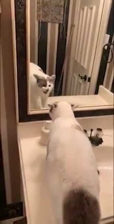 cat