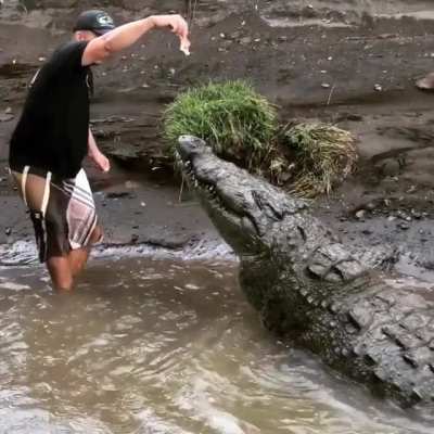Tour guide feeds a giant American crocodile in Costa Rica's Tarcoles river