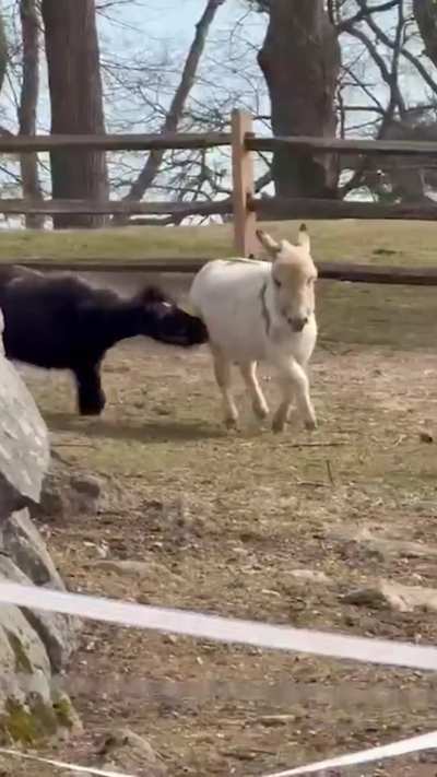 This 50-year-old mini horse still has his best friend by his side