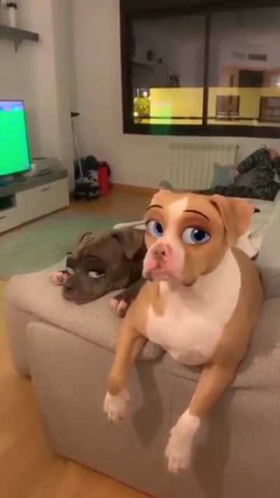 I love when filters work on dog faces