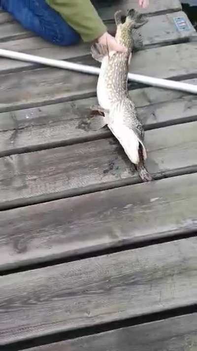 Morgonfiske med b&aring;tkrok! Man ska tugga maten..