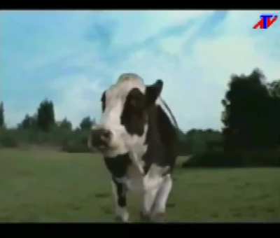 vaca🐄
