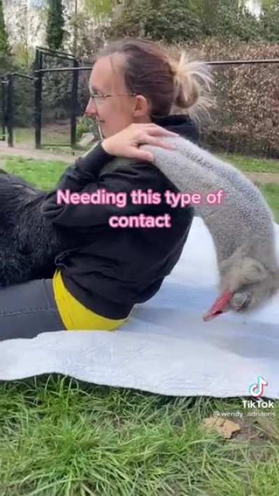 Flodder the ostrich loves affection and human contact