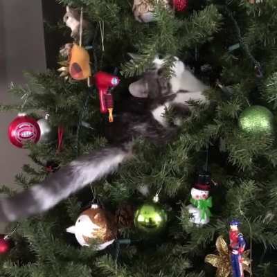 "I am an ornament now"