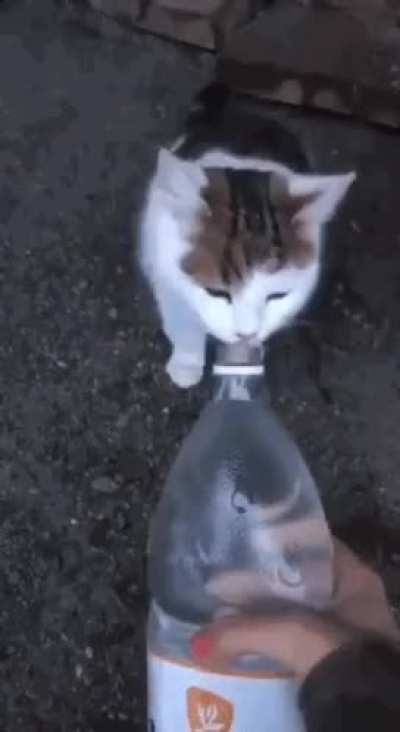 omg a kitty :3