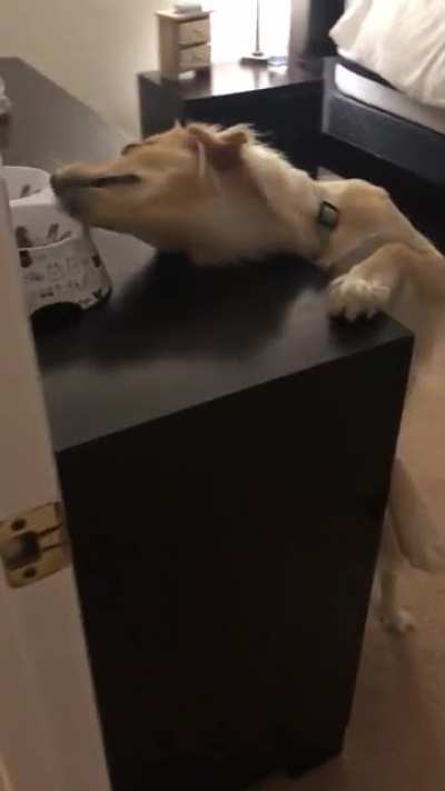 To eat the cat food