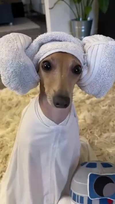 Honey-wan Kenobi