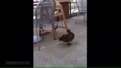 Insaaaaaaane duck