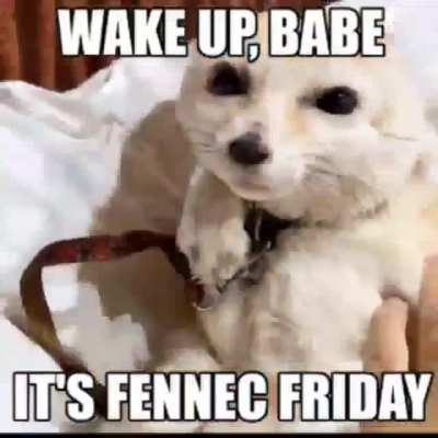 Fennec Friday