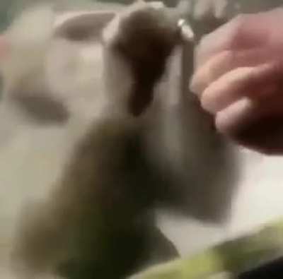 Noooooo monito !!!