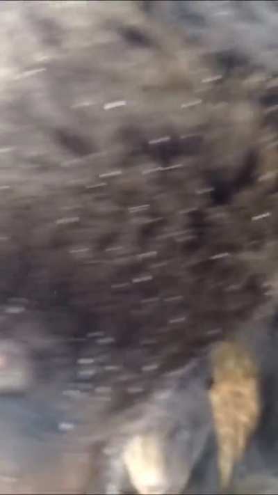 man vs momma bear